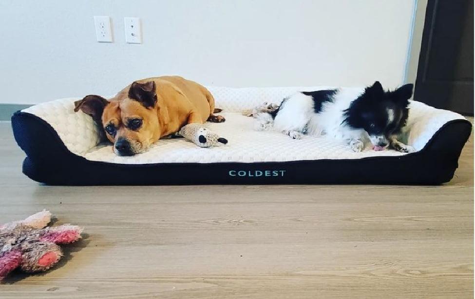 Making New Puppy Comfortable To Your Old Dog Coldest