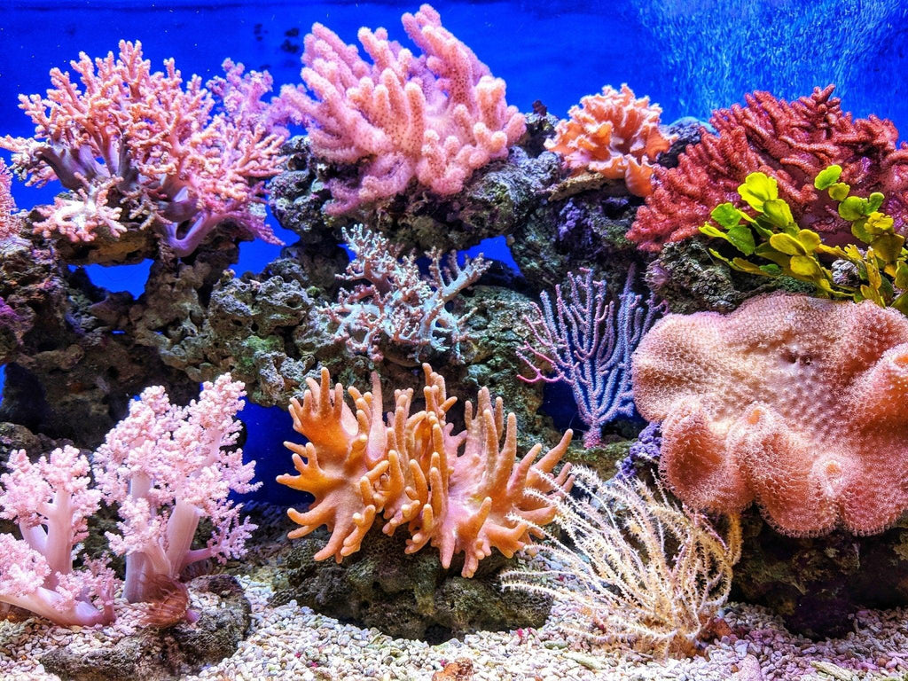 Coral Reefs: How You Can Help Save Them - Coldest