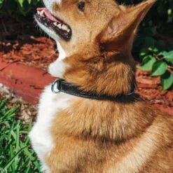 Customizable Collars – Understanding Our Pets - Coldest