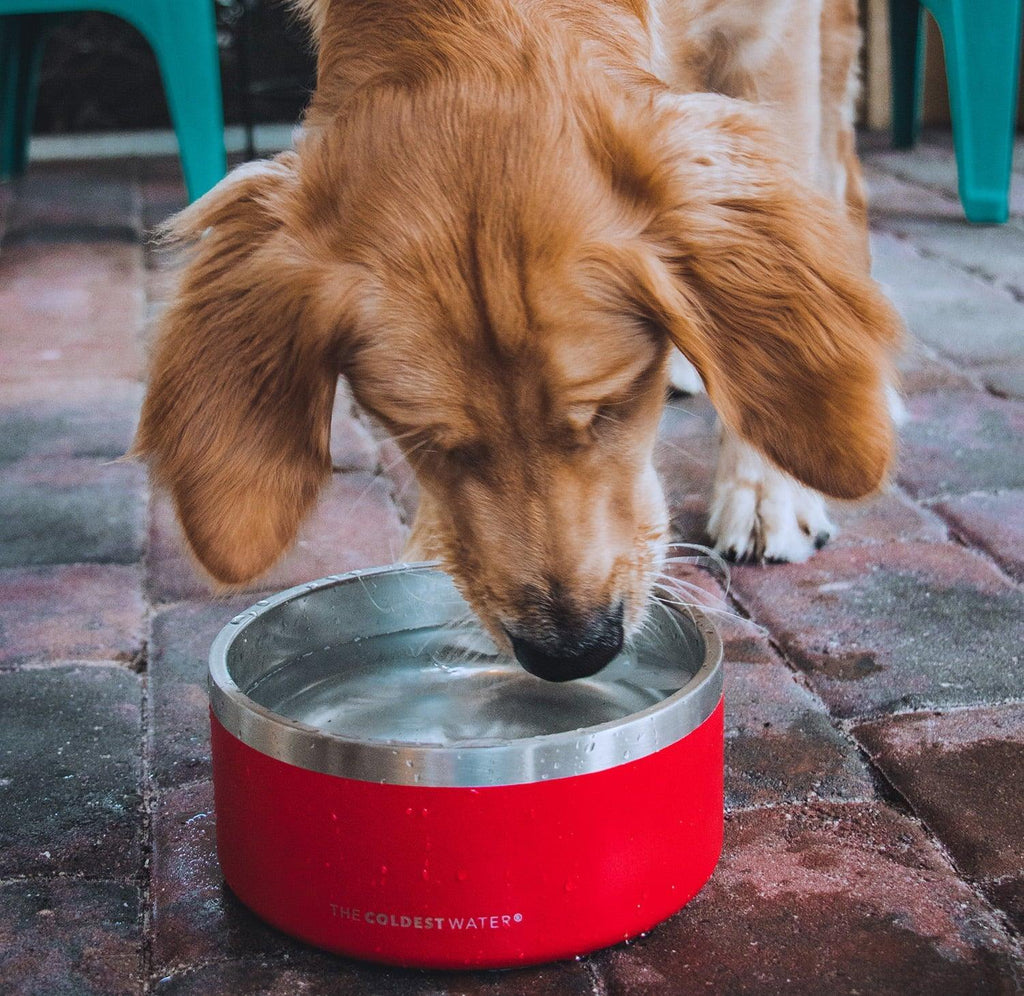 How frequently should we feed our dogs? - Coldest