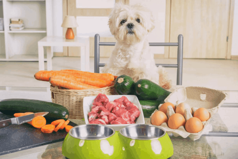 What Is The Best Balanced Diet For Dogs