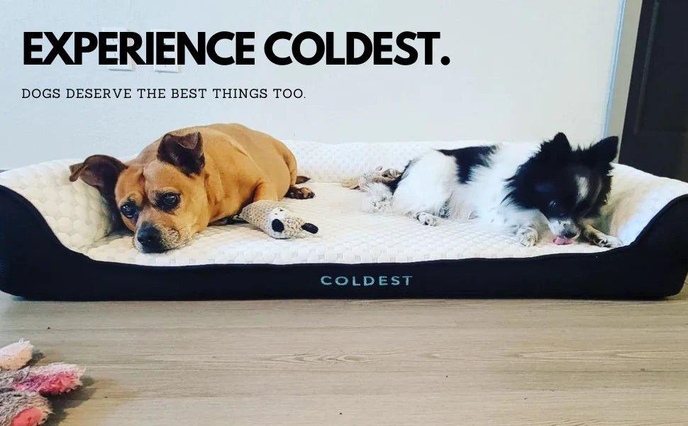 Looking for the Perfect Christmas Gift? LETS  FIND OUT! - Coldest
