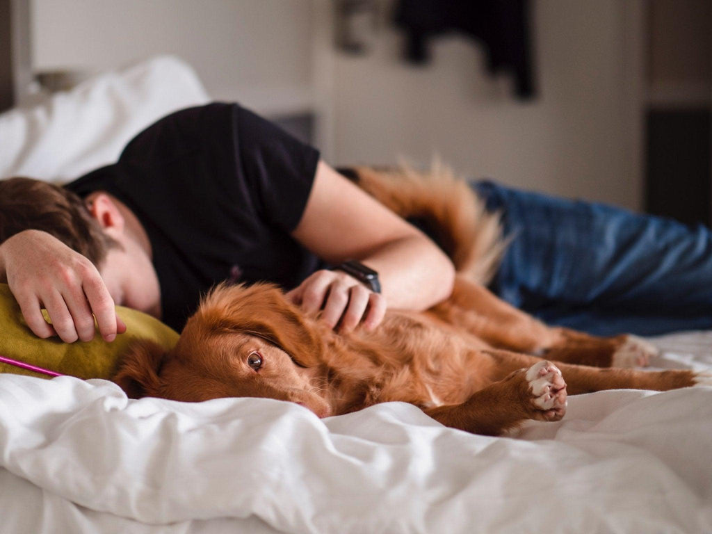 Simple Steps on How To Make Your Dog Sleep Through The Night - Coldest