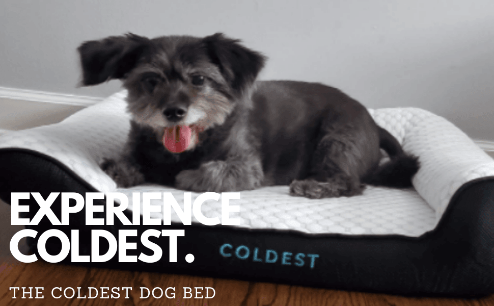 Simple tips on how to train your pets - Coldest