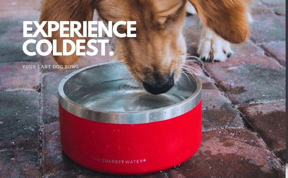 The Best Coldest Dog Bowl For Your Furry Friend - Coldest