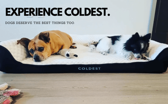 The Coldest Cozy Dog Bed: Our dogs deserve the best of the best - Coldest