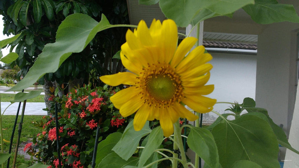 The Sunflower Initiative - Eco-Friendly - Coldest