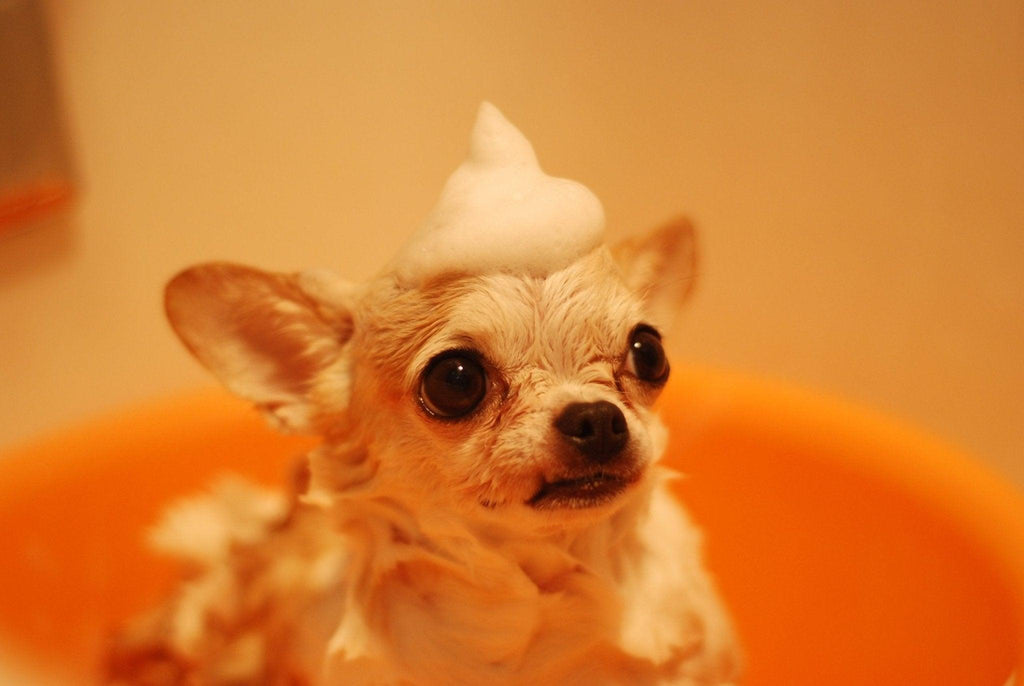 The Surprising Importance of Dog Grooming and Why You Should Do It Regularly - Coldest